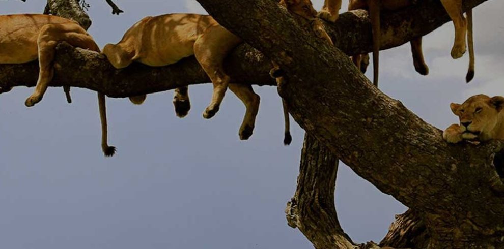 Lion On Tree