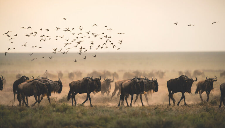 The Great Migration