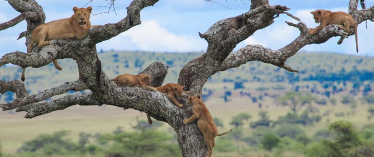 lion climb tree manyara