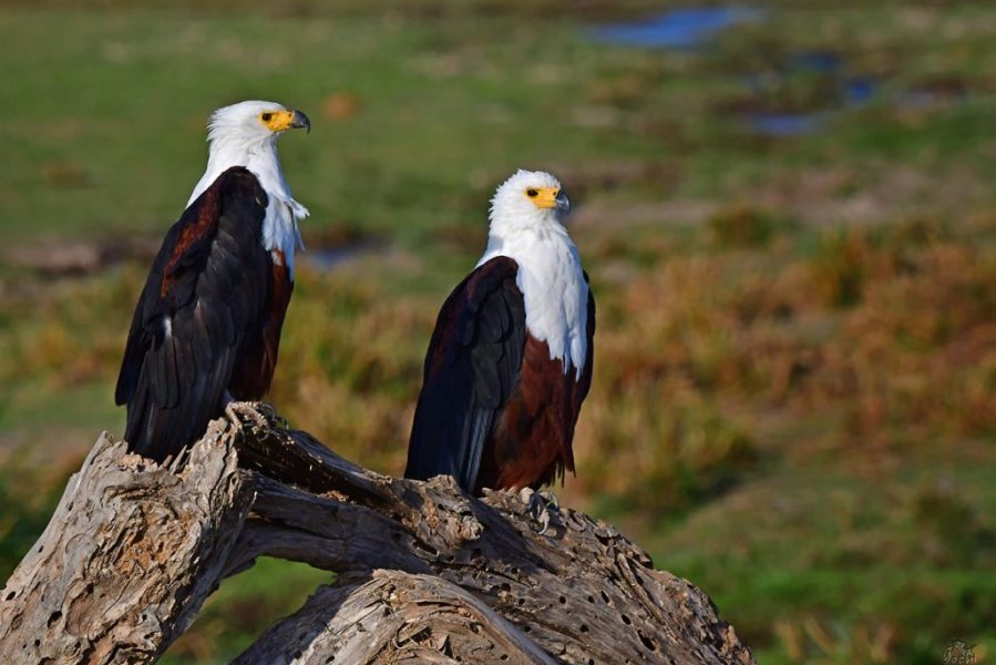 Birding-safari-in-Tanzania