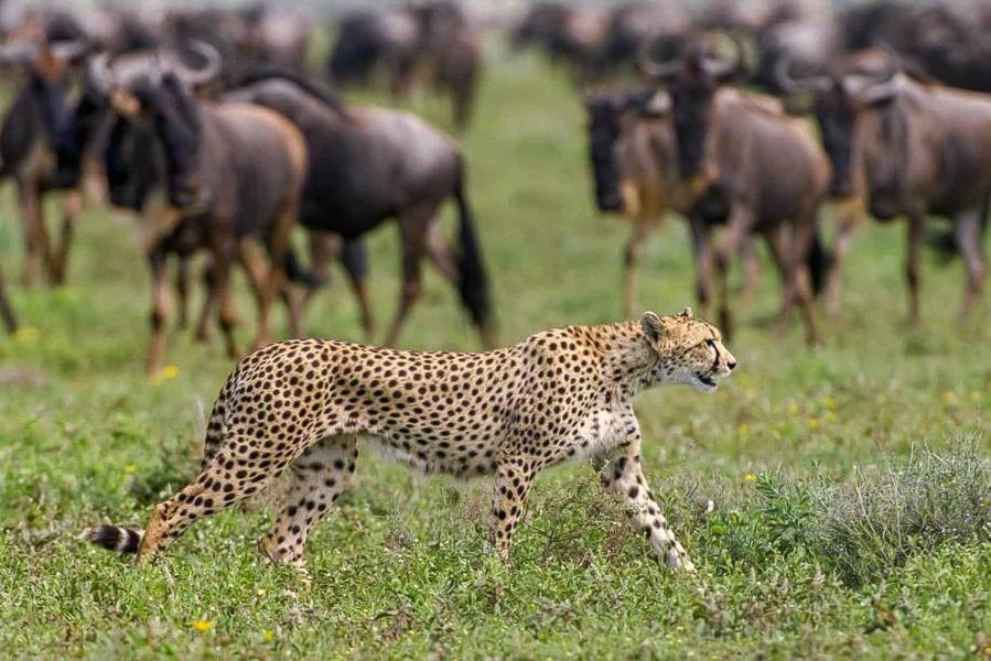 Migration tredator