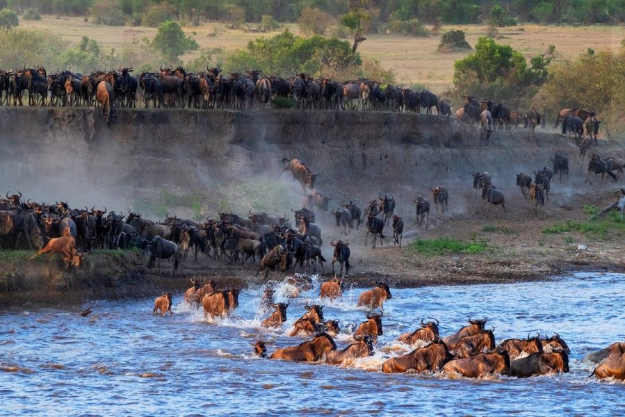 SERENGETI