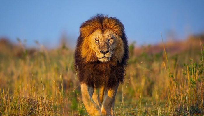 The Big Five Safari1