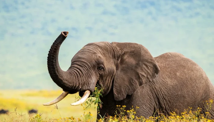 The Big Five Safari2