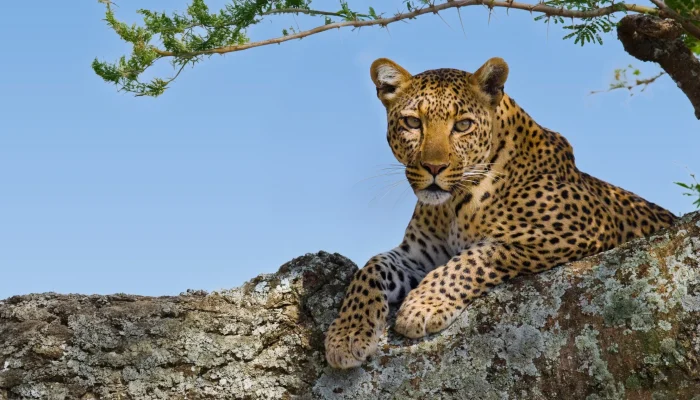 The Big Five Safari3