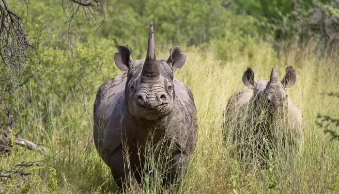The Big Five Safari4