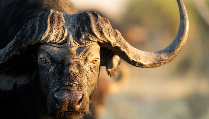 The Big Five Safari5