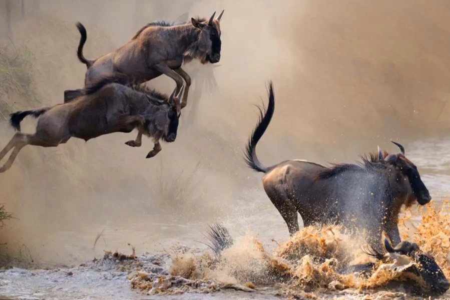 Wildebeestb Migration Safari