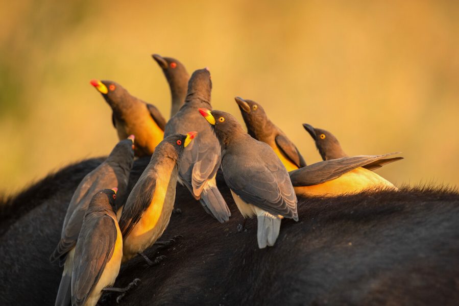 bird tanzania