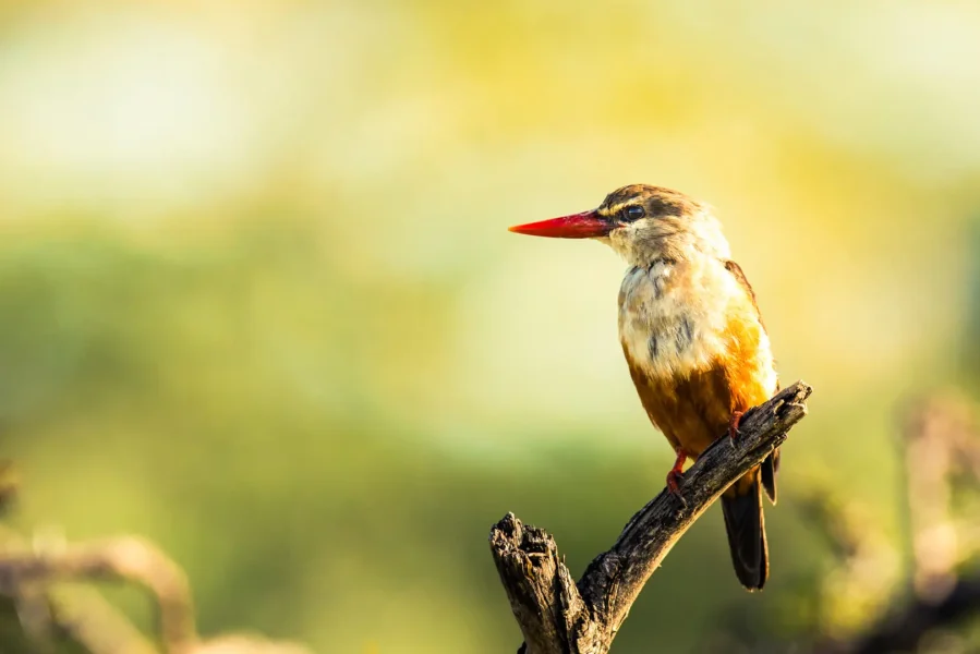birding safari