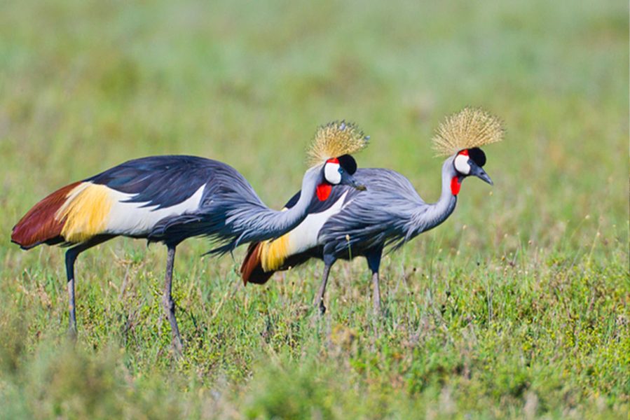 crane bird