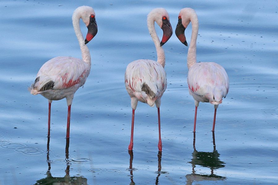 flamingo