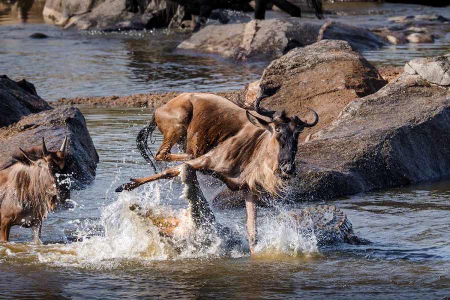 great migration