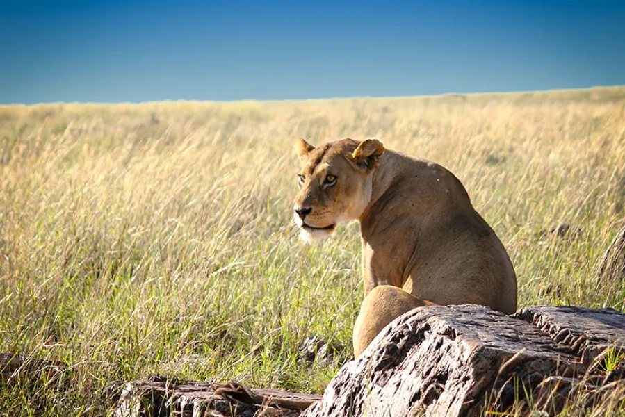 tanzania-safari-tours-big-five
