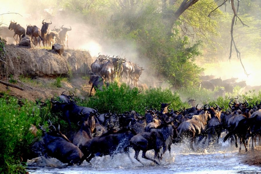 wildbeest crossing the river